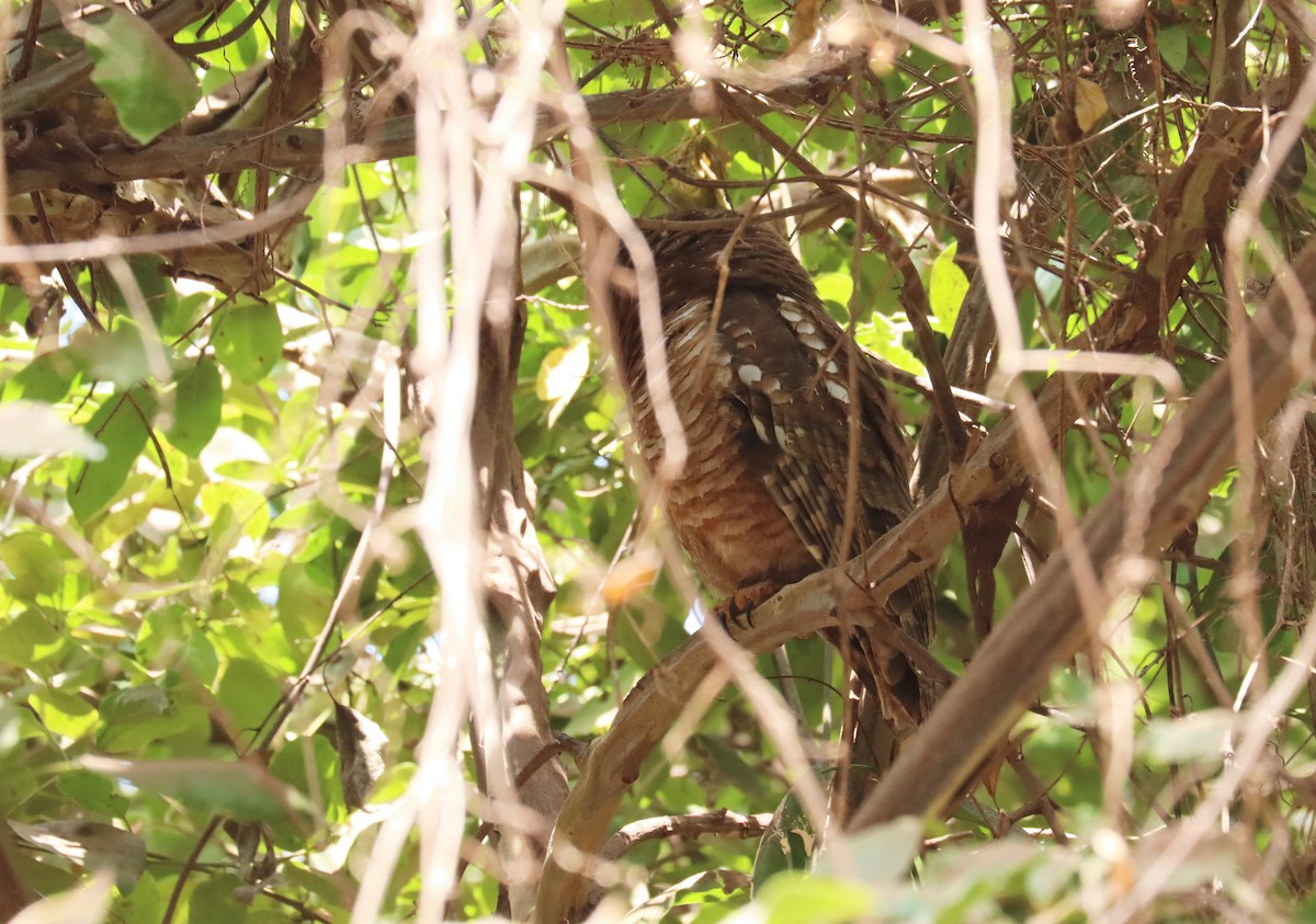 African Wood-Owl - ML644233679