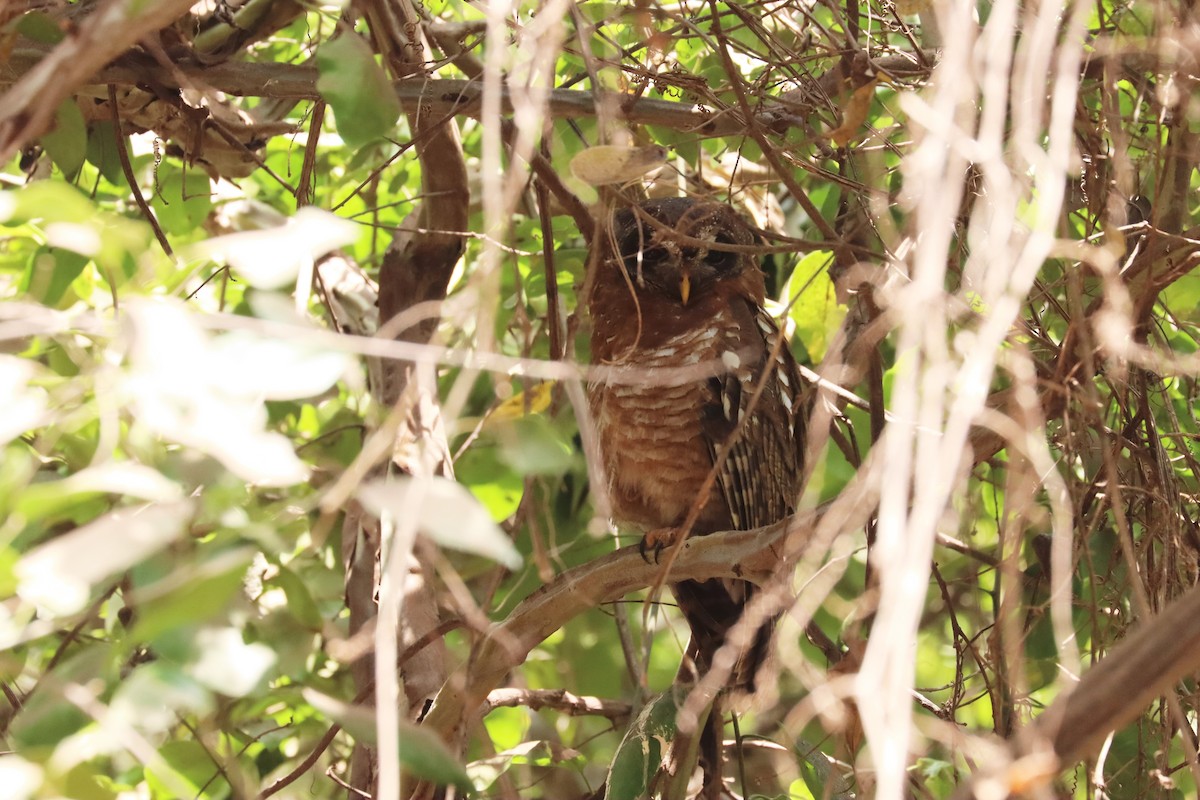 African Wood-Owl - ML644233680
