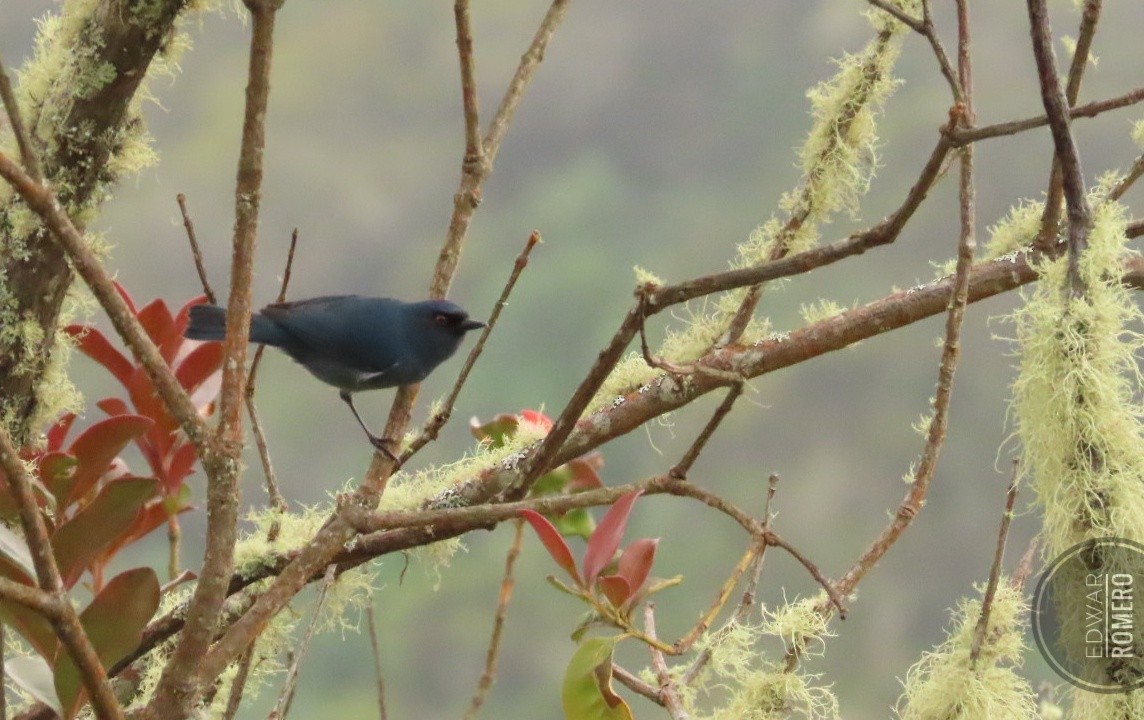 Bluish Flowerpiercer - ML644233682