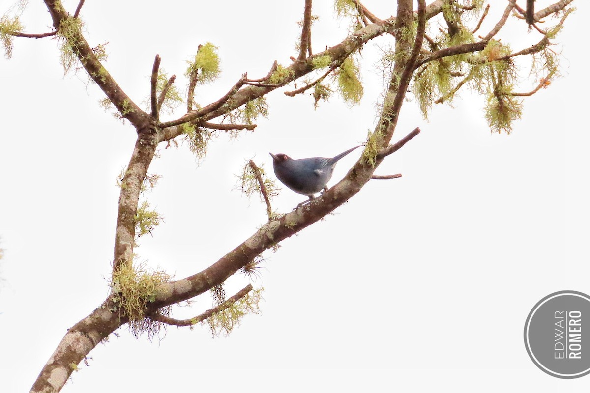 Bluish Flowerpiercer - ML644233683