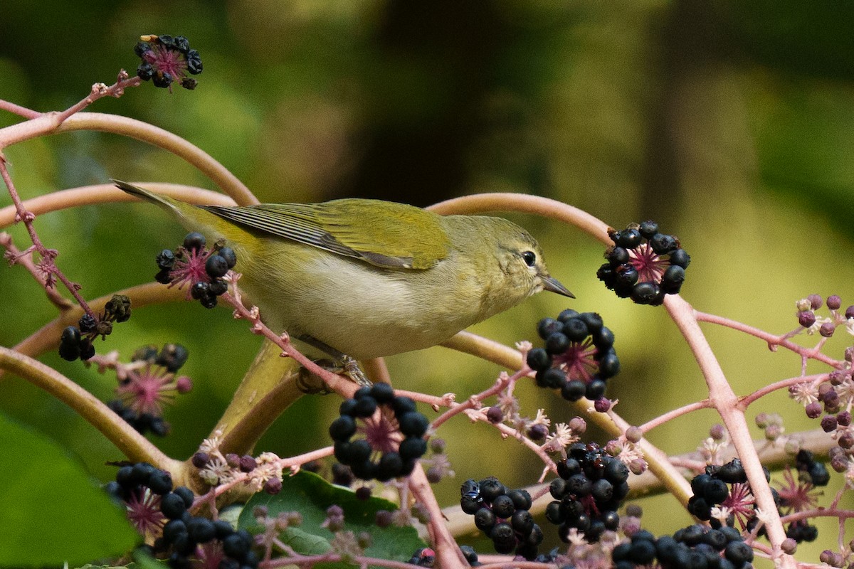 Пеночковая древесница - ML644233684