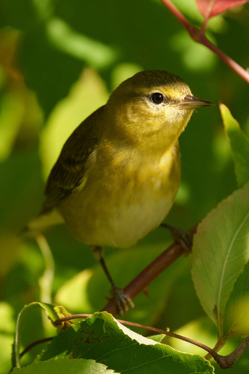 Пеночковая древесница - ML644233686