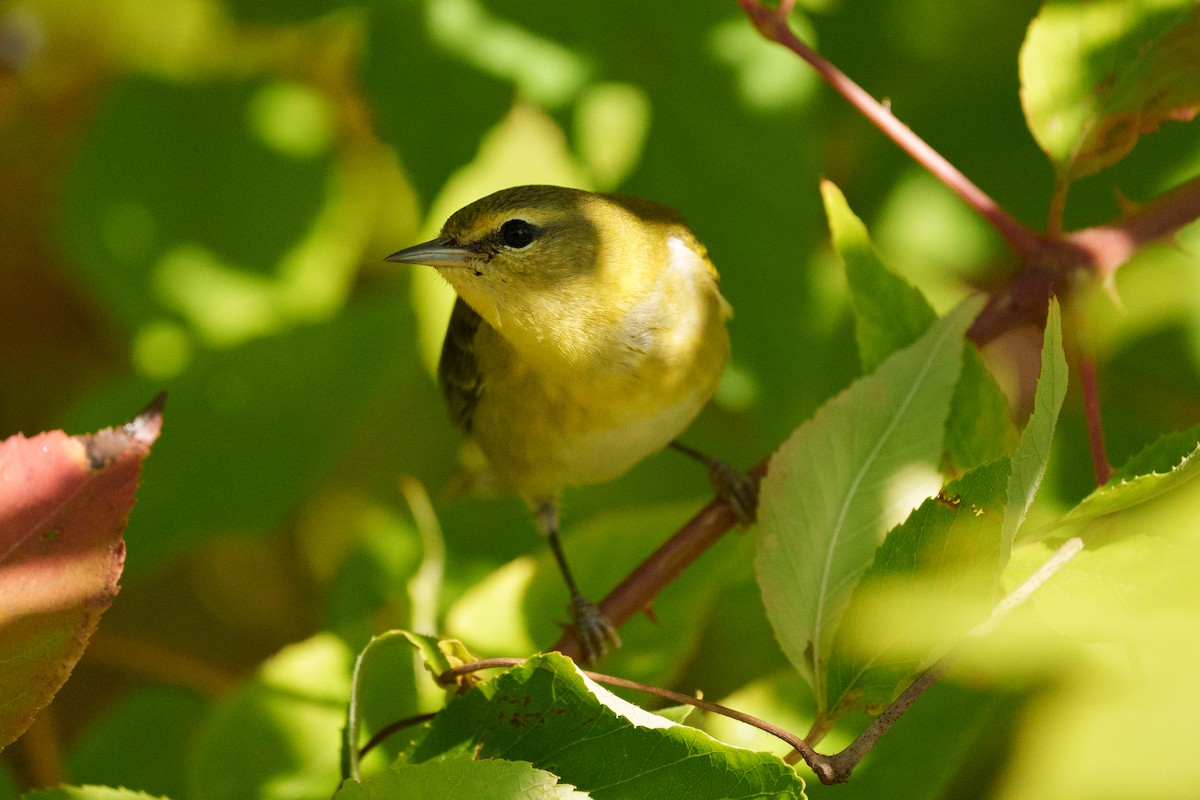 Пеночковая древесница - ML644233688