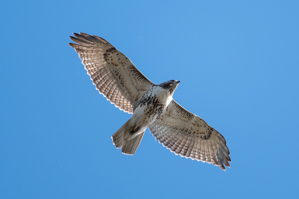 Red-tailed Hawk (borealis) - ML644233691