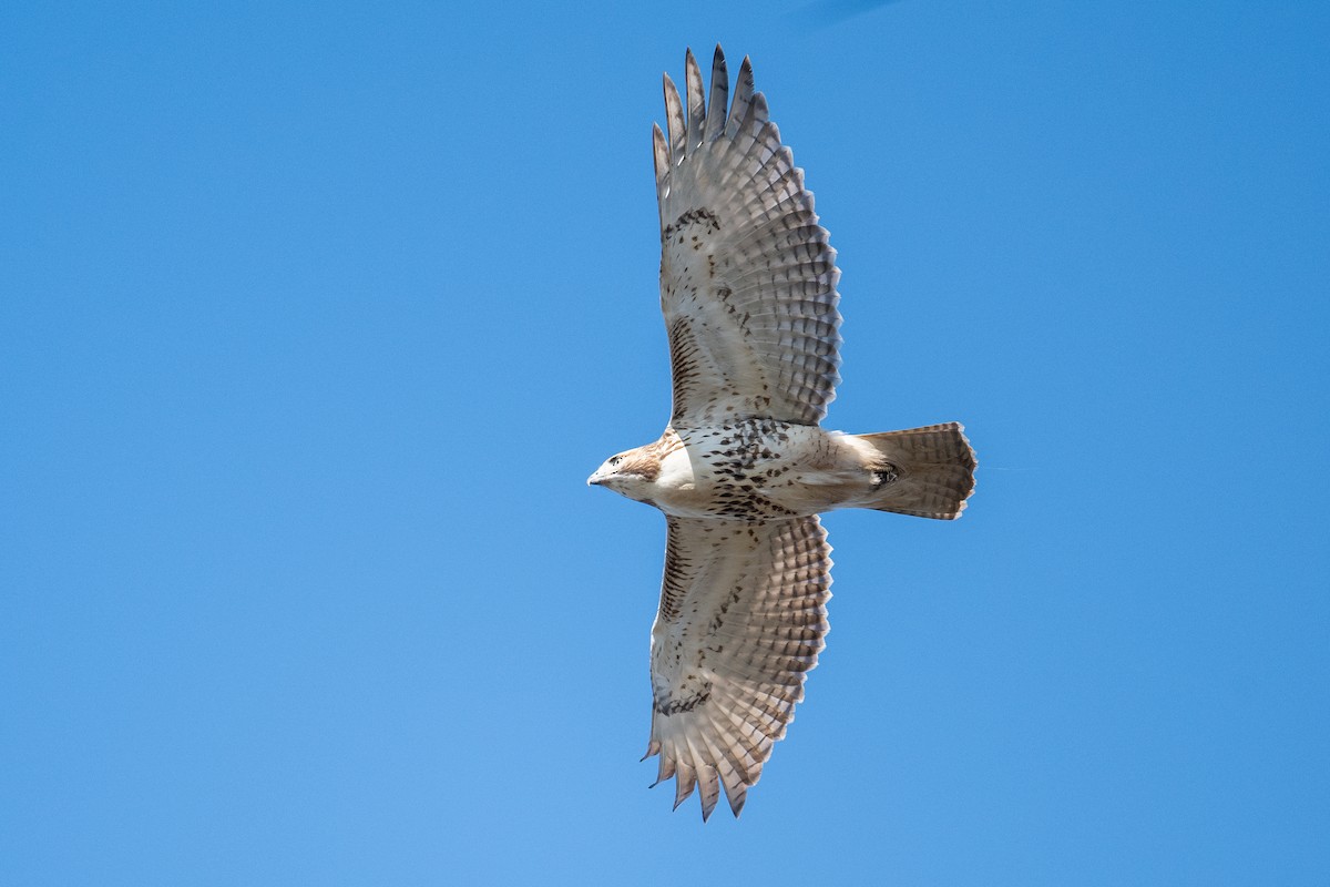 Red-tailed Hawk (borealis) - ML644233693