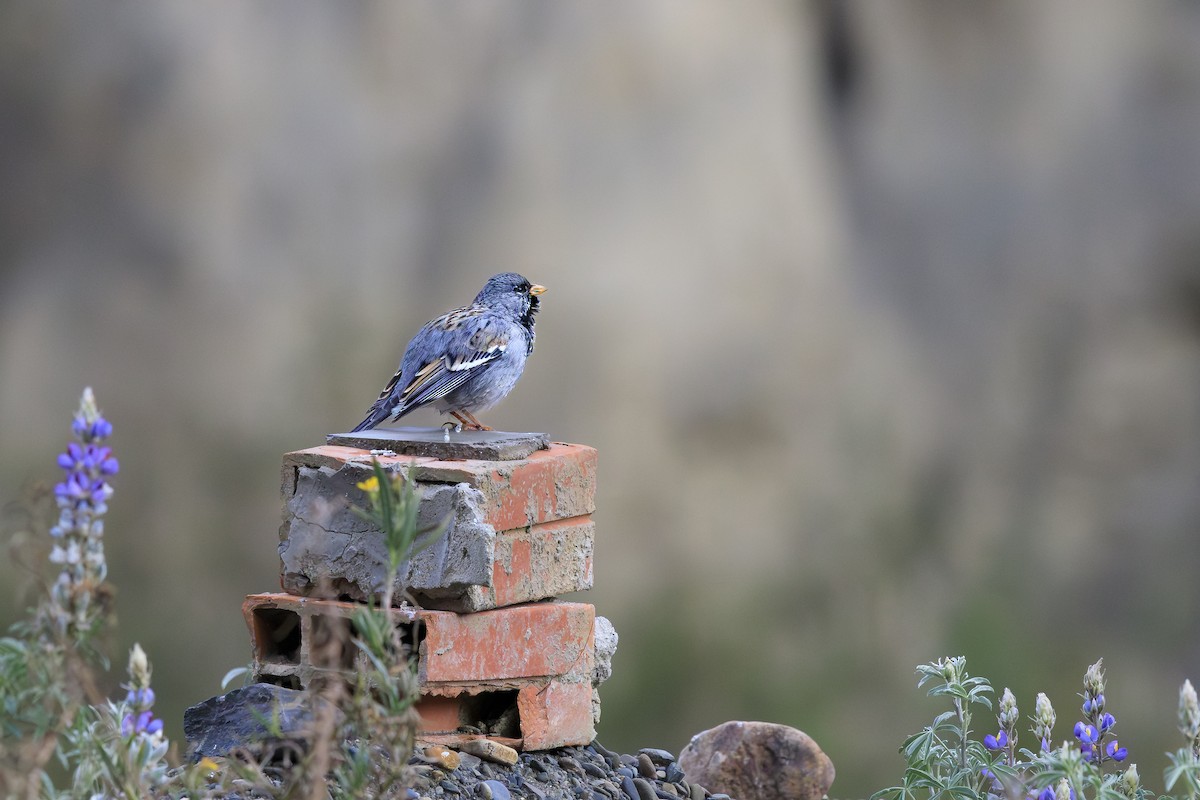 Mourning Sierra Finch - ML644233694