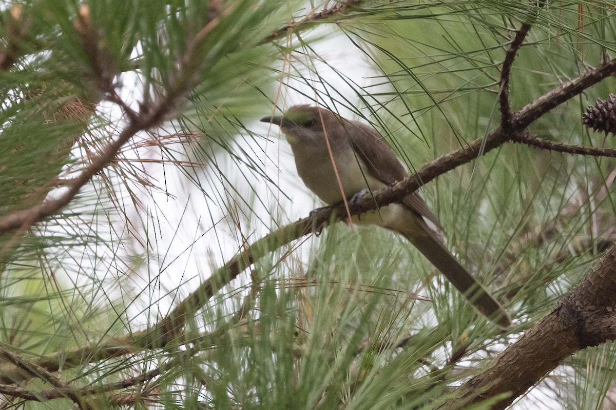 קוקיה שחורת-מקור - ML644233696