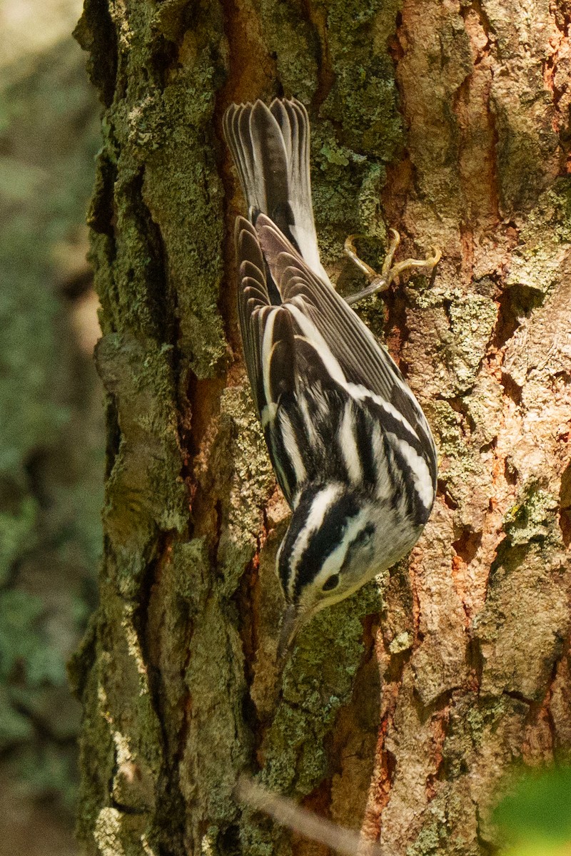 Пищуховая древесница - ML644233697