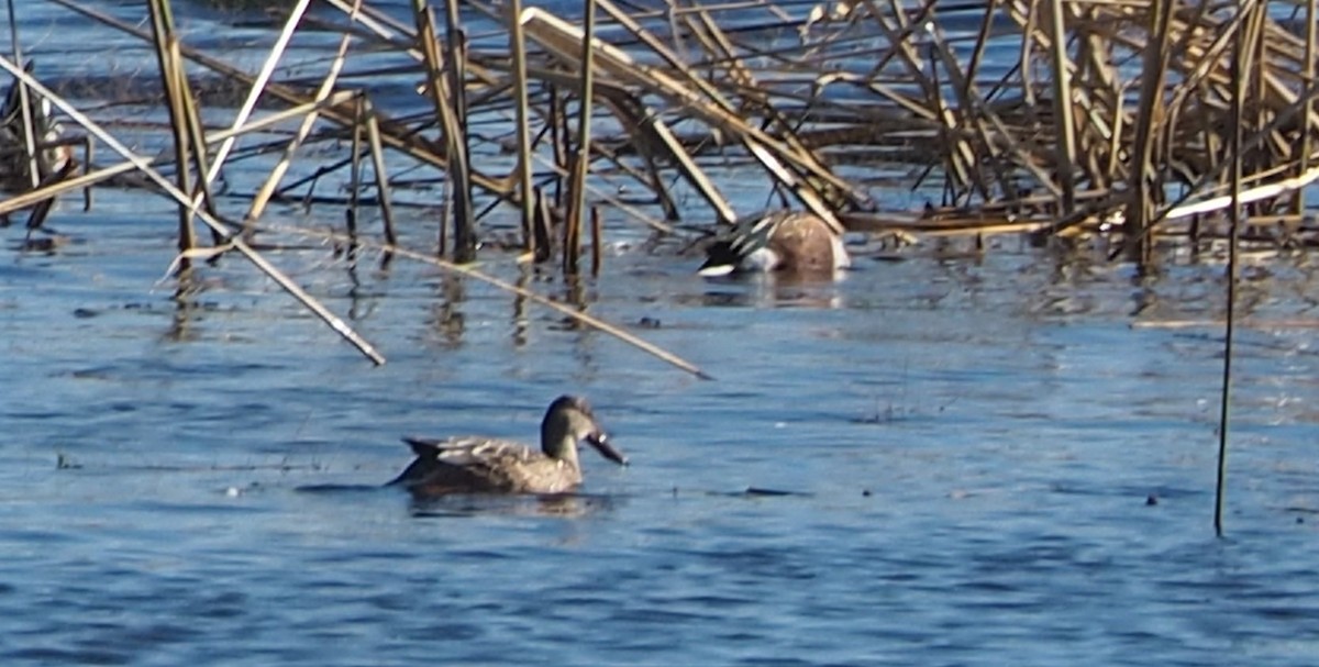 Mestolone - ML644233701