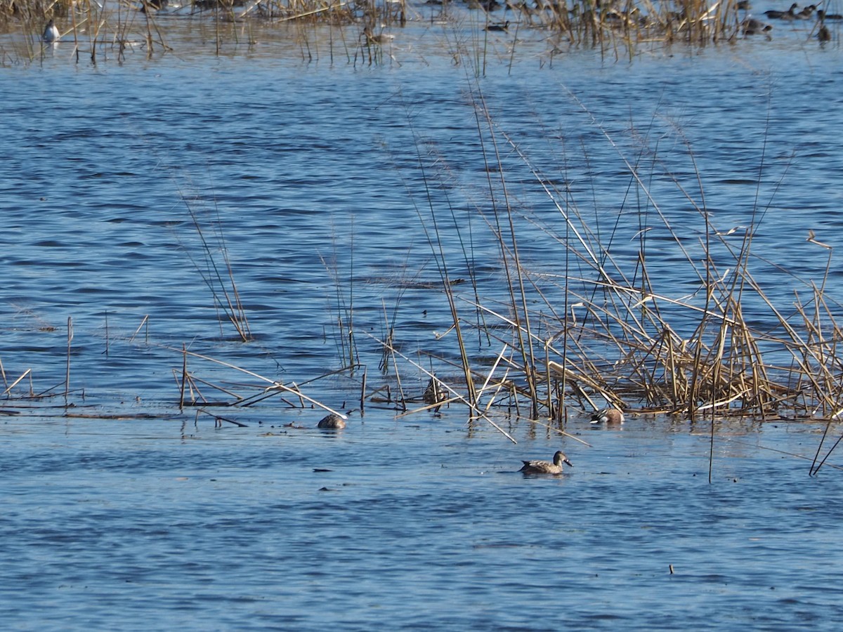 Mestolone - ML644233702