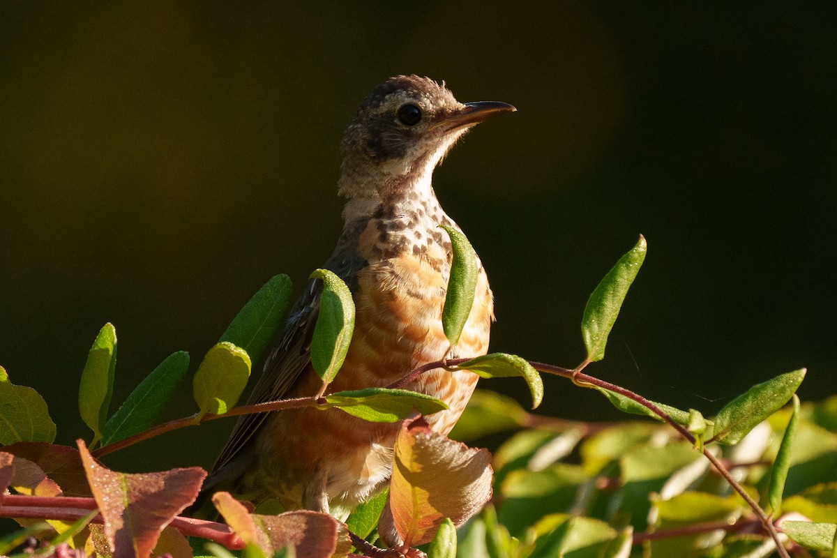 Странствующий дрозд - ML644233713