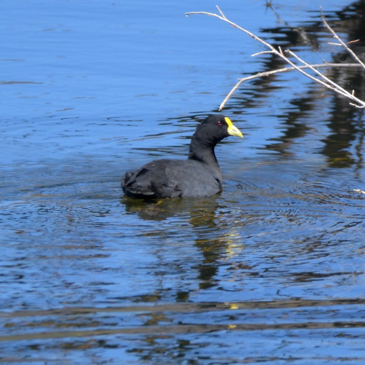 White-winged Coot - ML644233714
