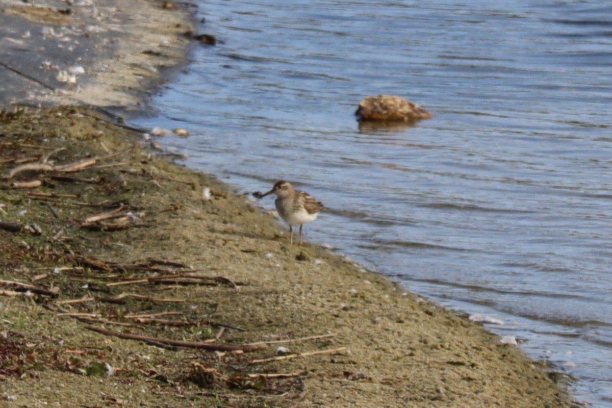 Pectoral Sandpiper - ML644233718