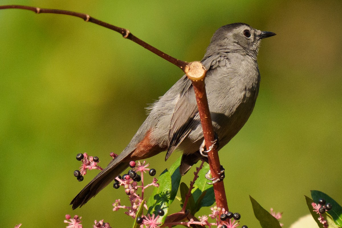 Кошачий пересмешник - ML644233723