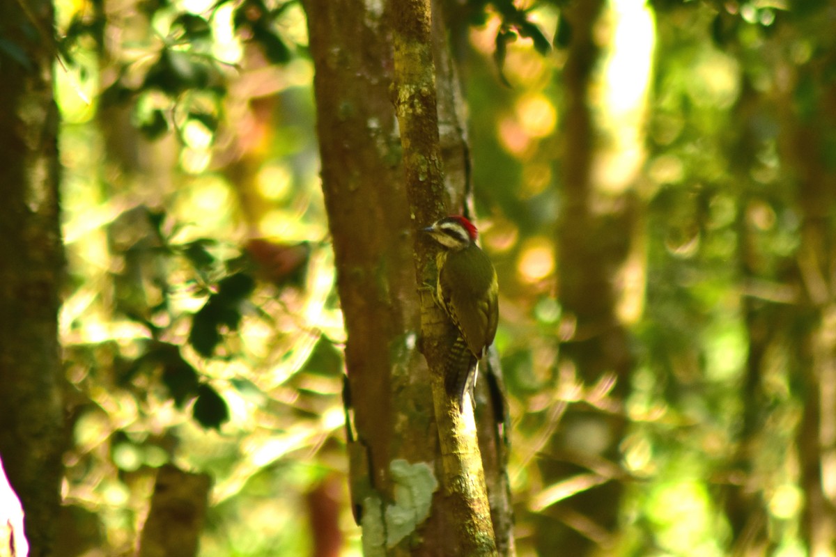 Cuban Green Woodpecker - ML644233725