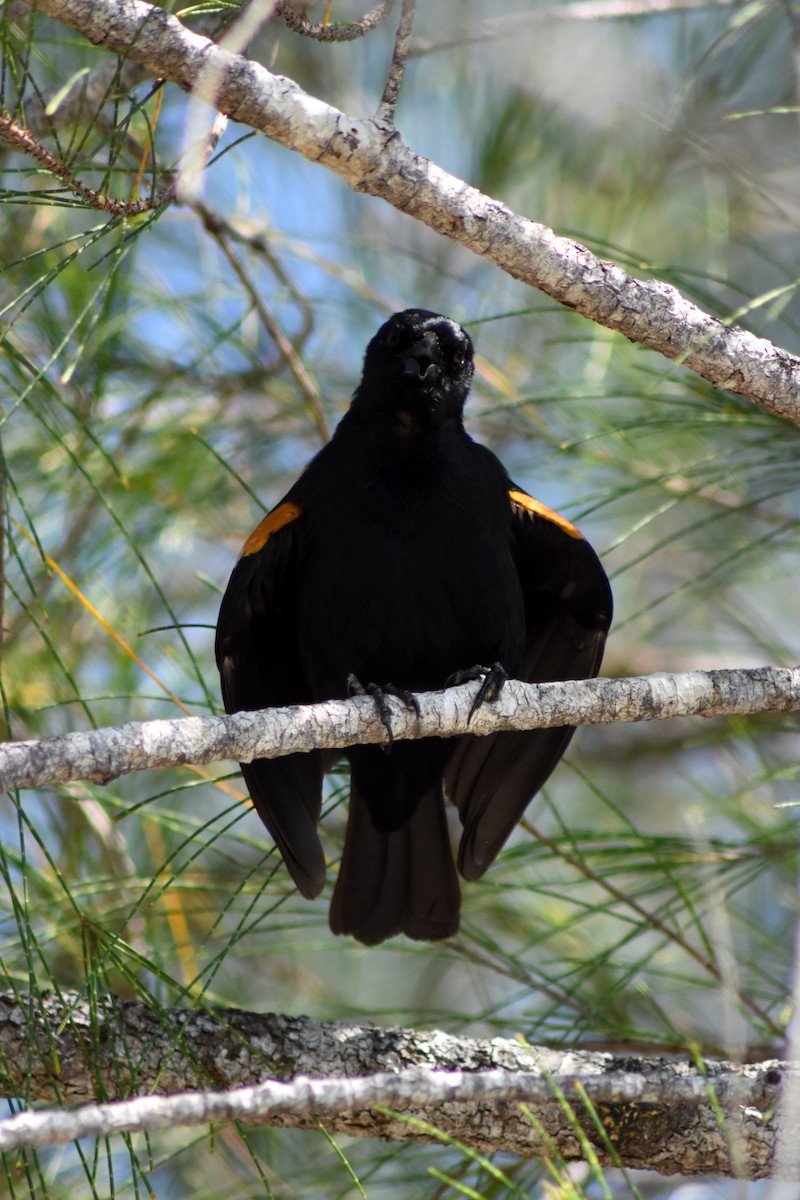 Petit Carouge - ML644233738