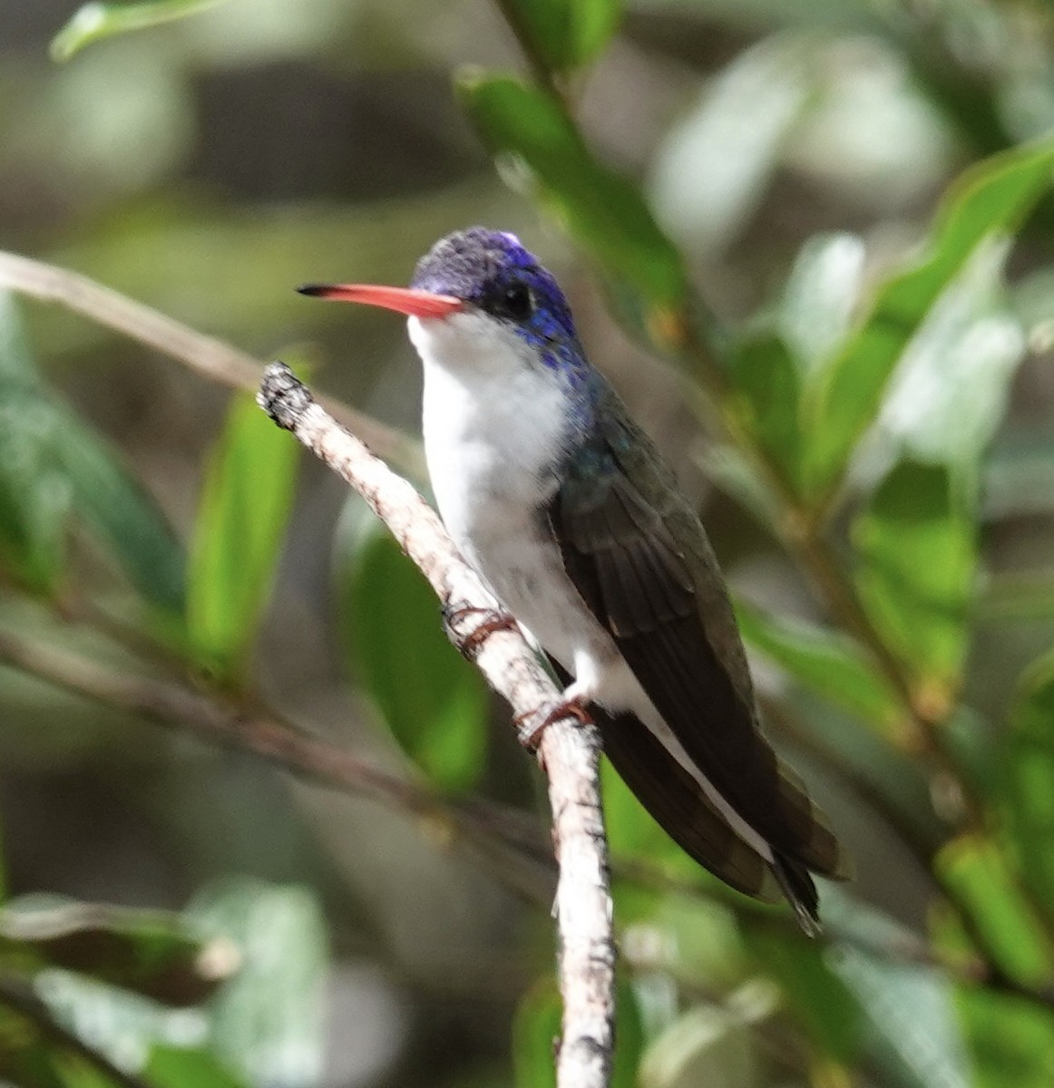 Violet-crowned Hummingbird - ML644233743