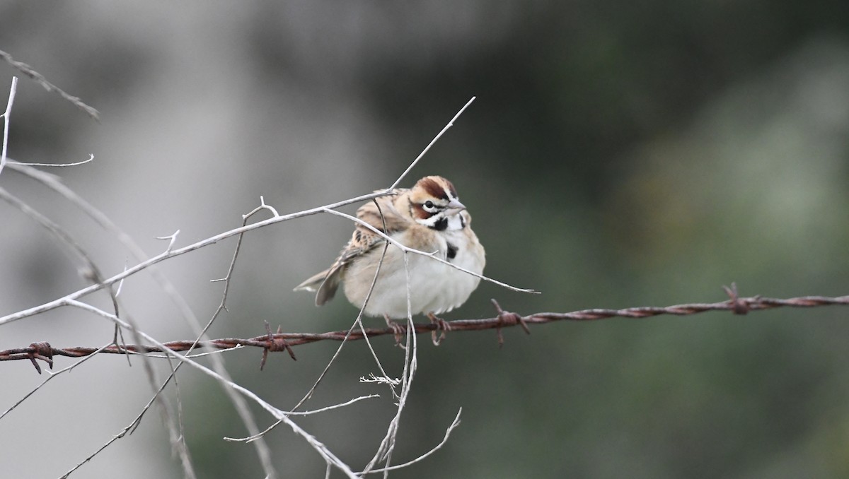 Lark Sparrow - ML644233755