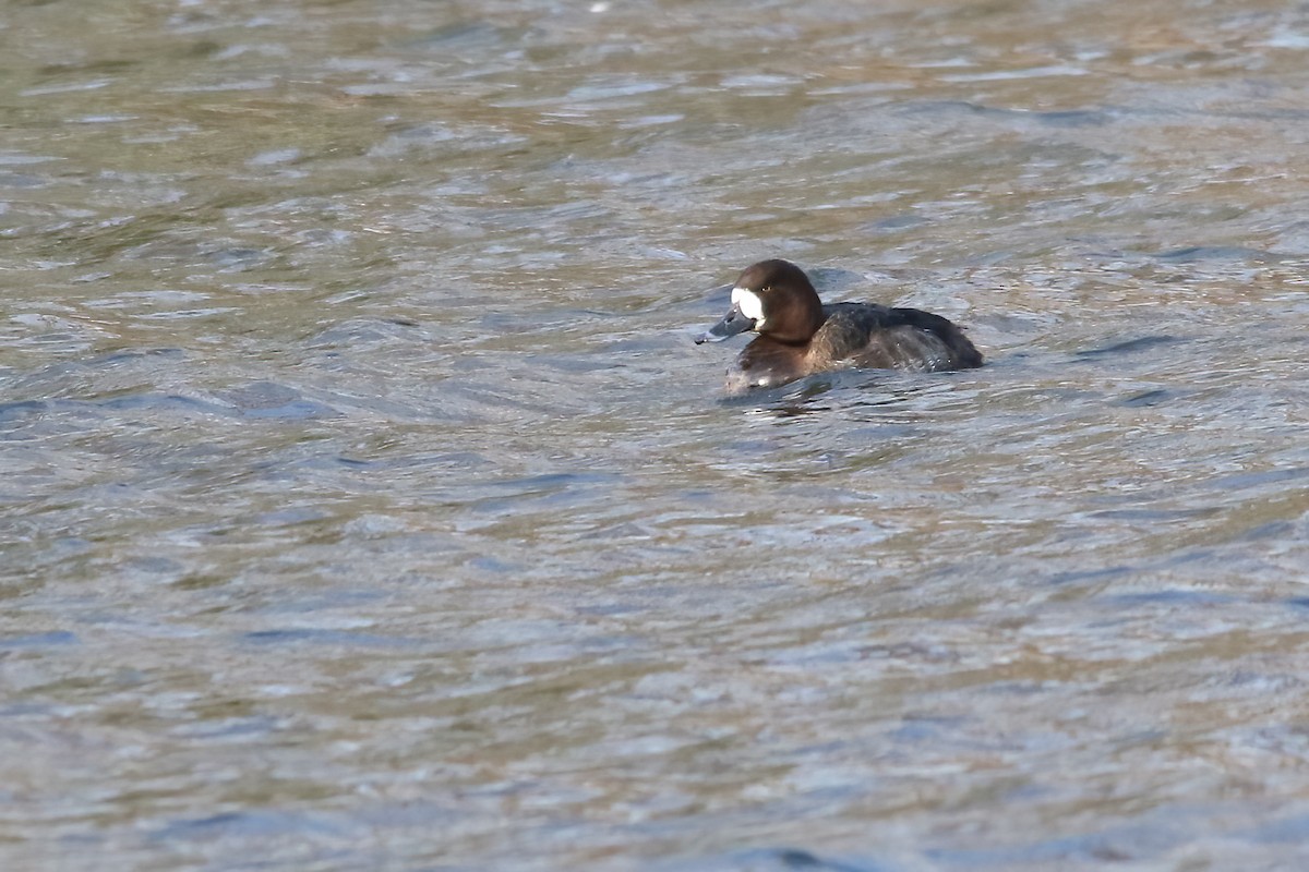 Морская чернеть - ML644233757