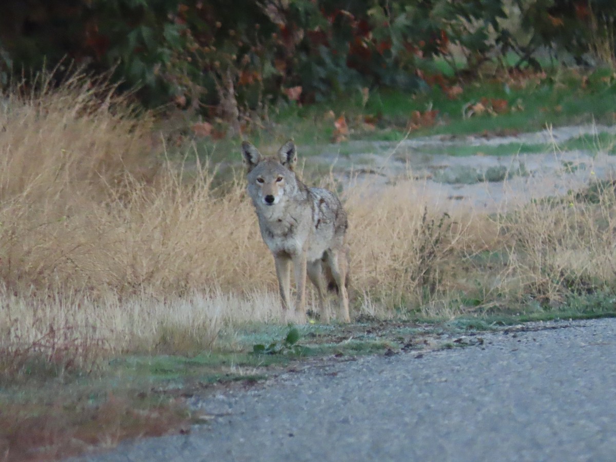 Animals - ML644233758