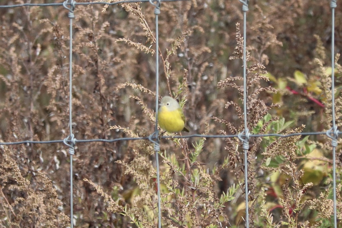 Nashville Warbler - ML644233761