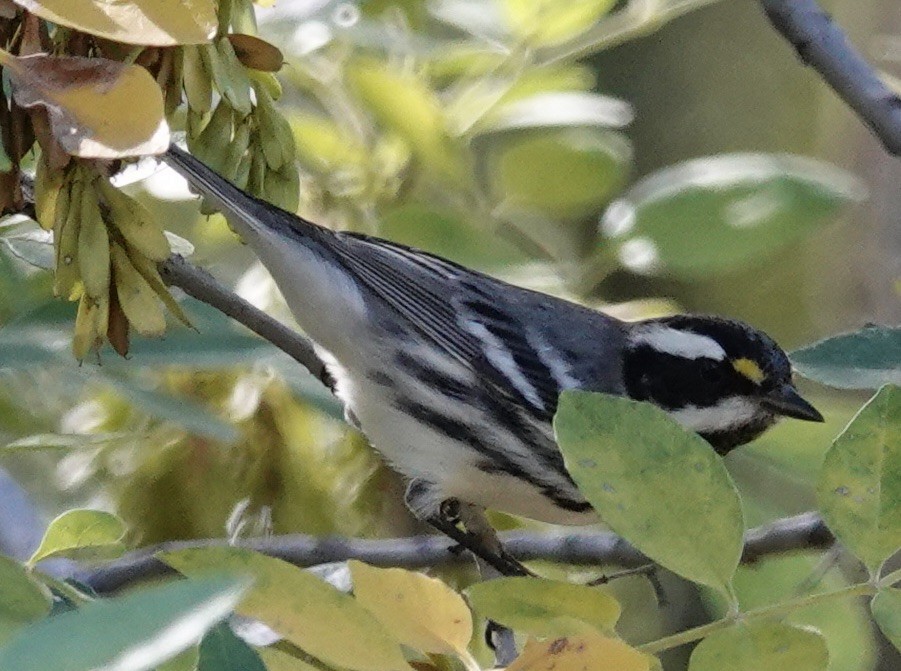 Black-throated Gray Warbler - ML644233762