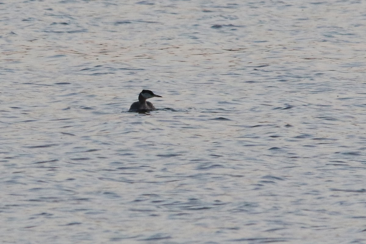 Red-necked Grebe - ML644233764