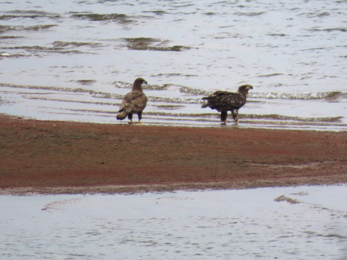 Bald Eagle - ML644233771