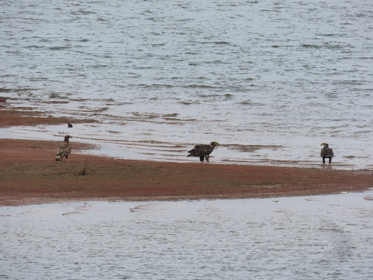 Bald Eagle - ML644233772