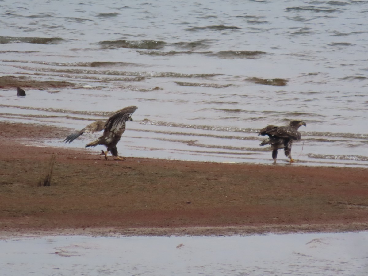 Bald Eagle - ML644233773