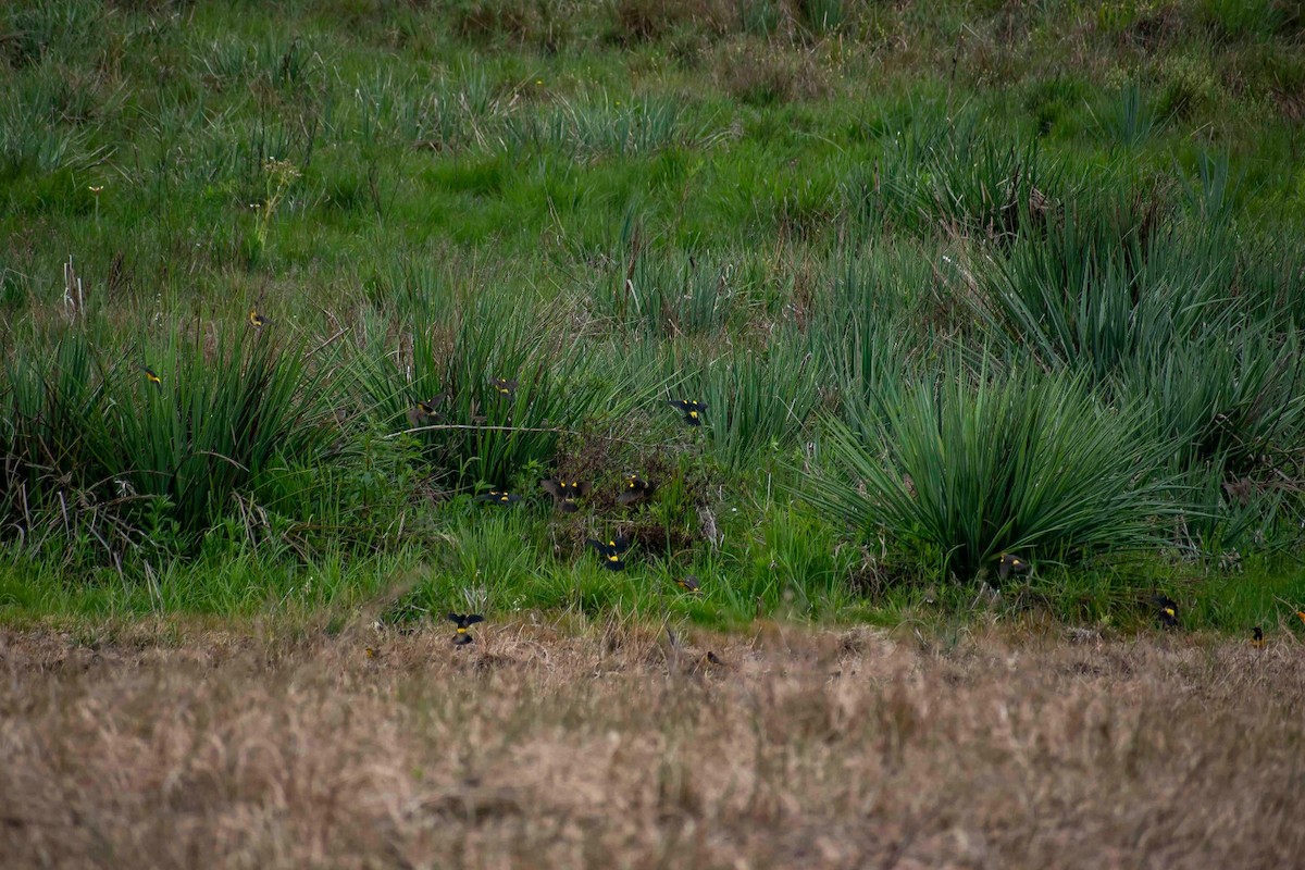 Carouge safran - ML644233774