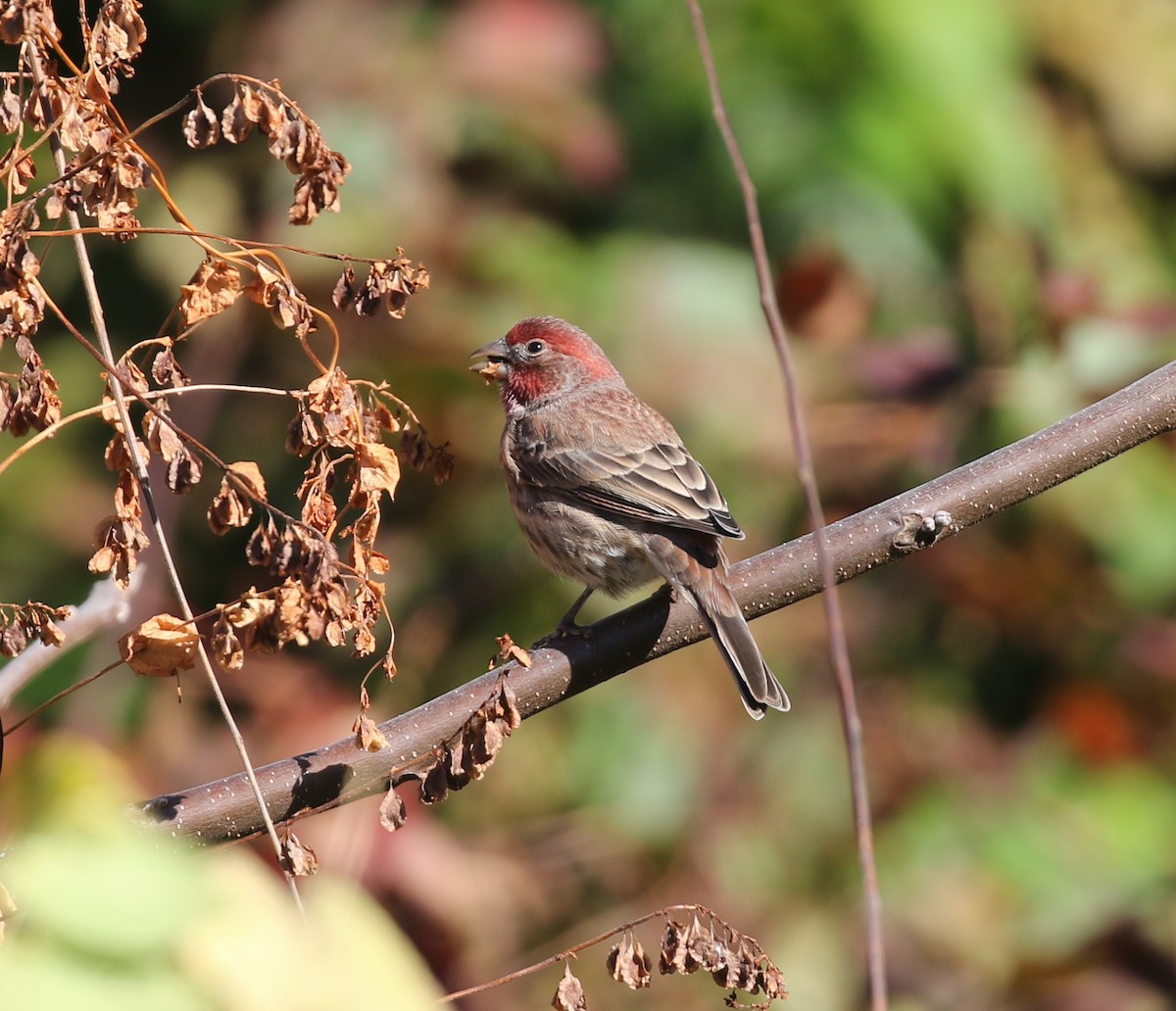 Ev Çütresi - ML644233784