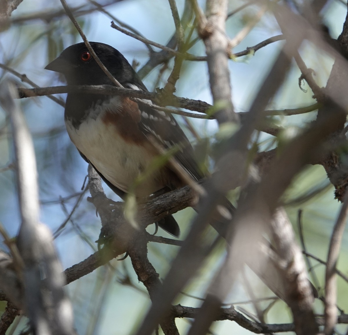 Spotted Towhee - ML644233790