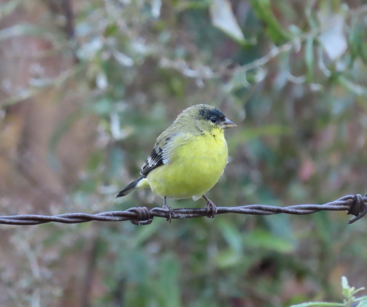Lesser Goldfinch - ML644233792