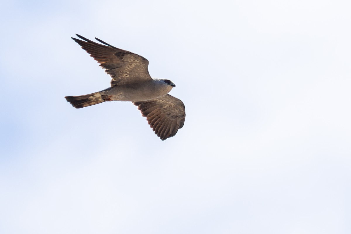 Mississippi Kite - ML644233794