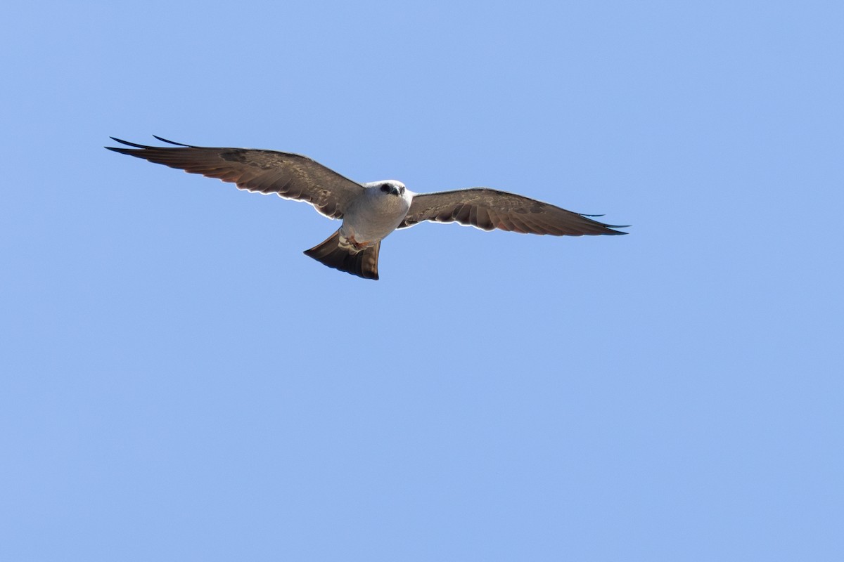 Mississippi Kite - ML644233795