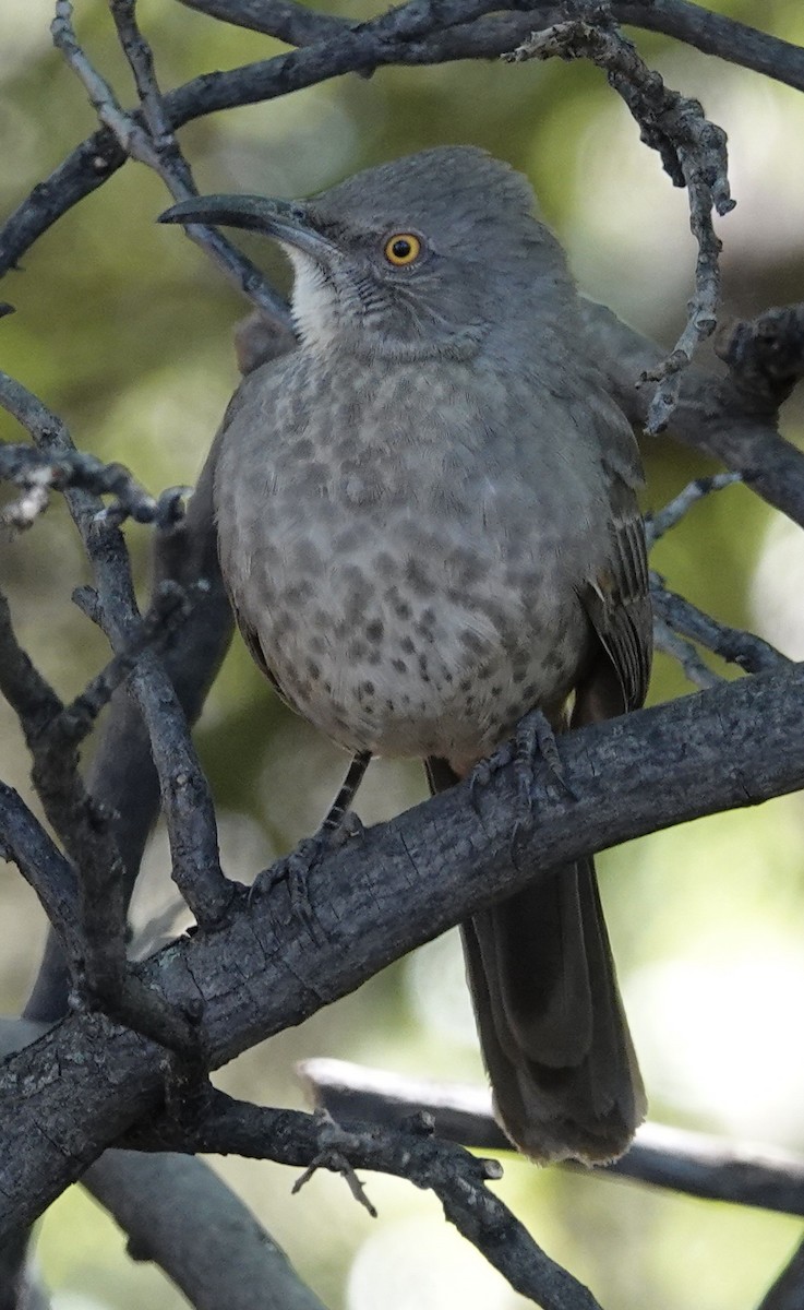 Curve-billed Thrasher - ML644233801