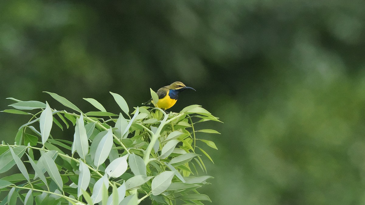 Sahul Sunbird - ML644233803