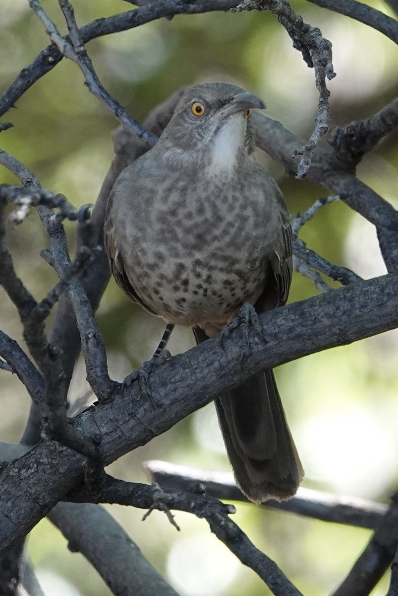 Curve-billed Thrasher - ML644233810