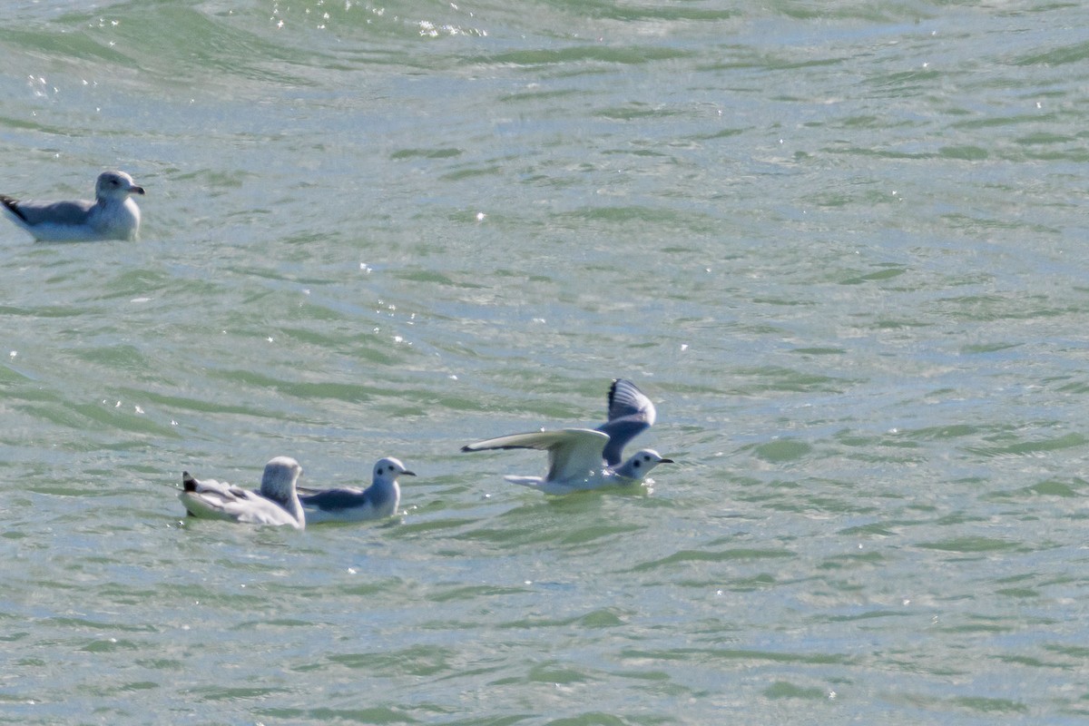 Bonaparte's Gull - ML644233812