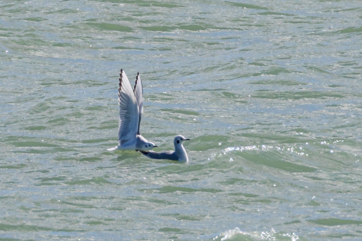 Bonaparte's Gull - ML644233813