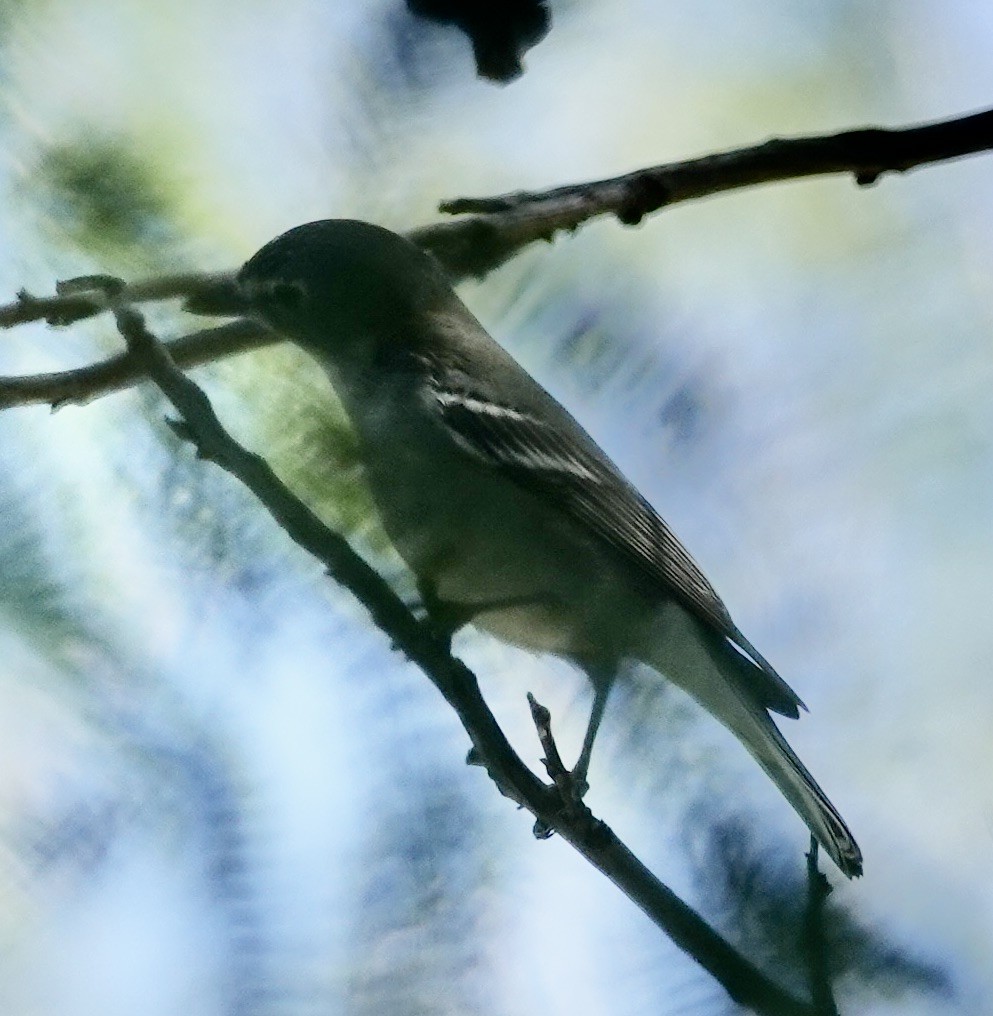 Cassin's Vireo - ML644233819