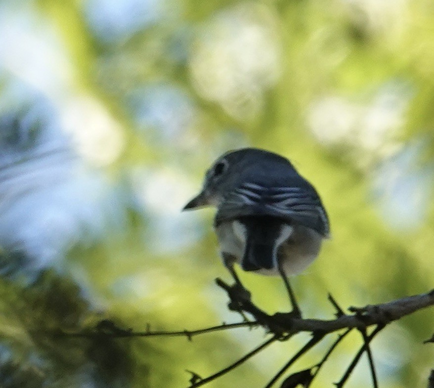 Cassin's Vireo - ML644233821