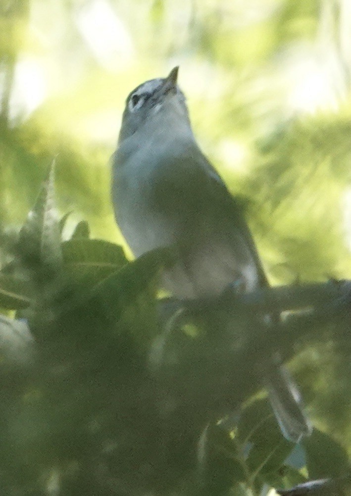 Cassin's Vireo - ML644233825