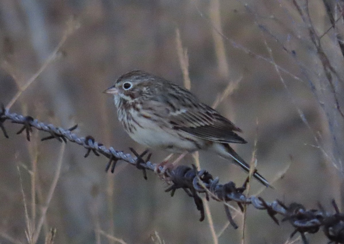 Vesper Sparrow - ML644233828
