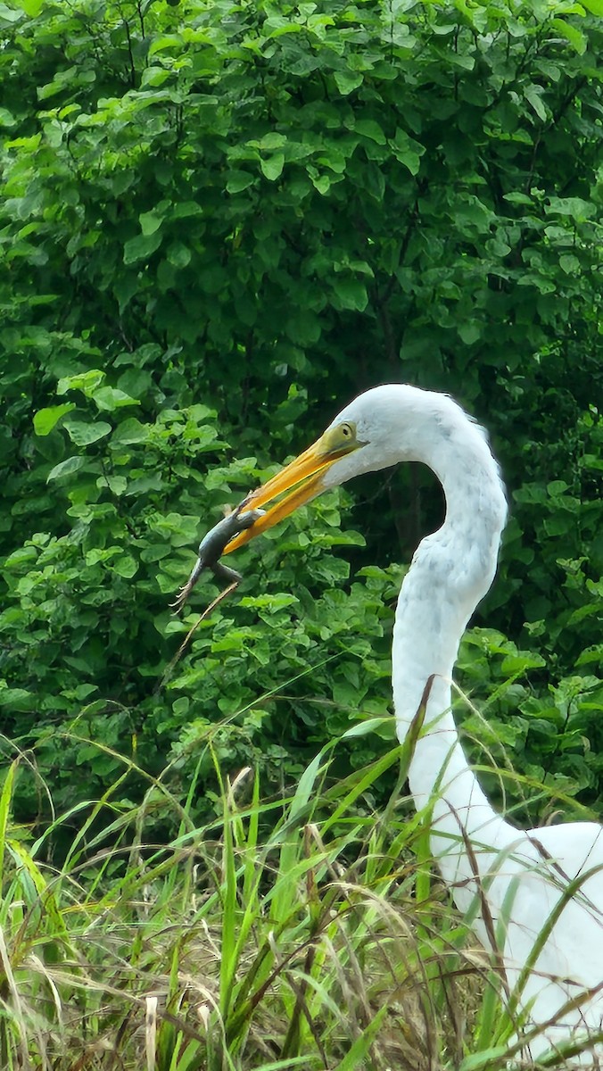 ダイサギ - ML644233830