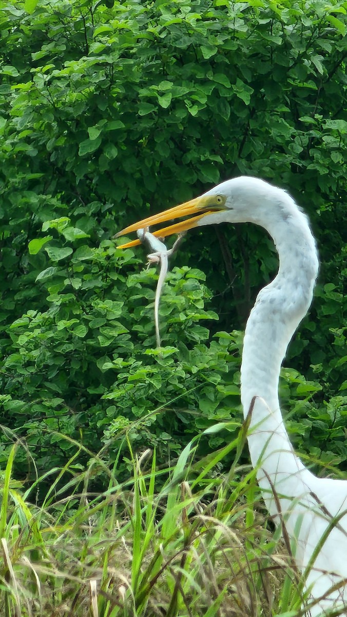 ダイサギ - ML644233831