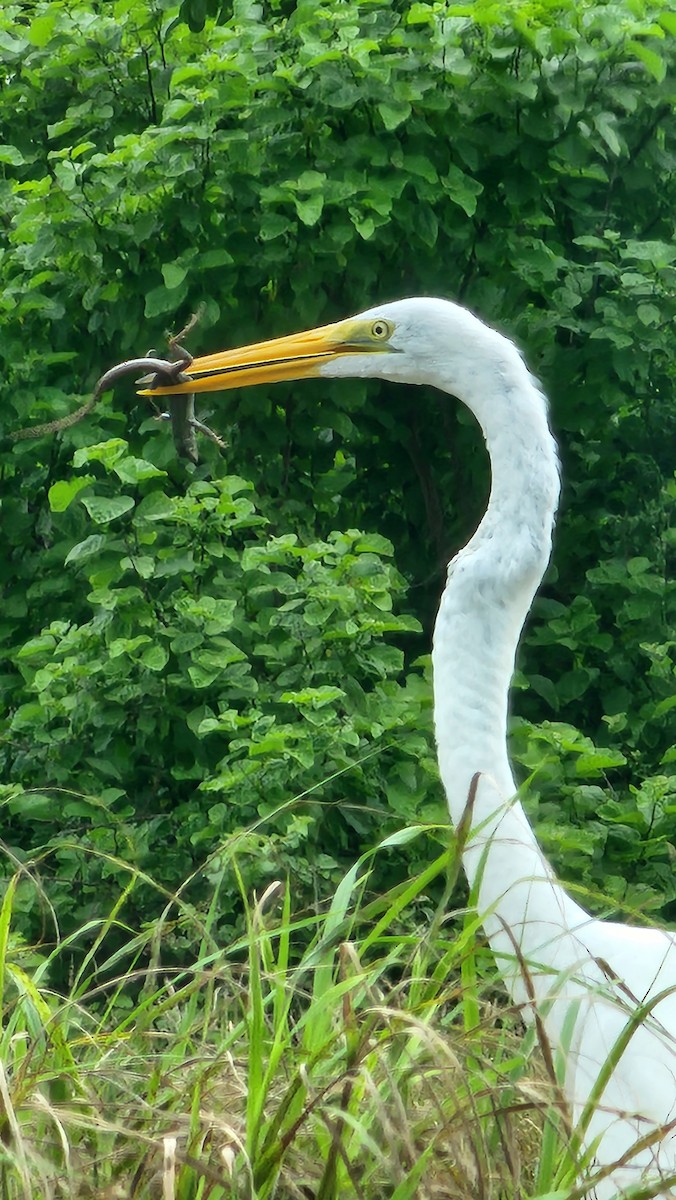 ダイサギ - ML644233833