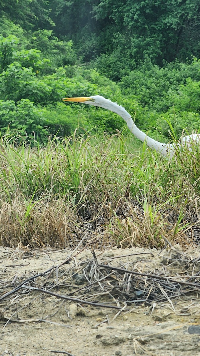 ダイサギ - ML644233834