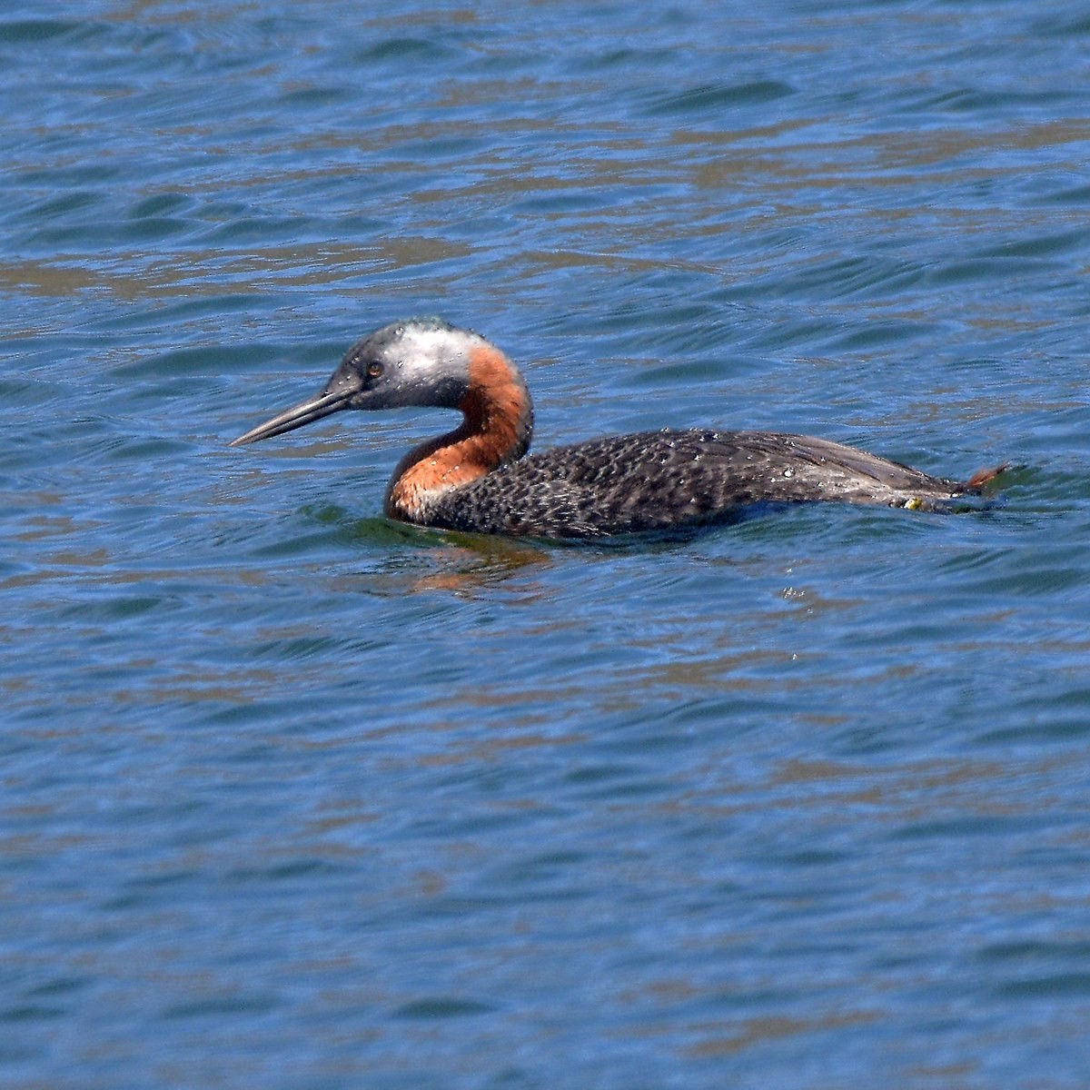 spyddykker - ML644233835